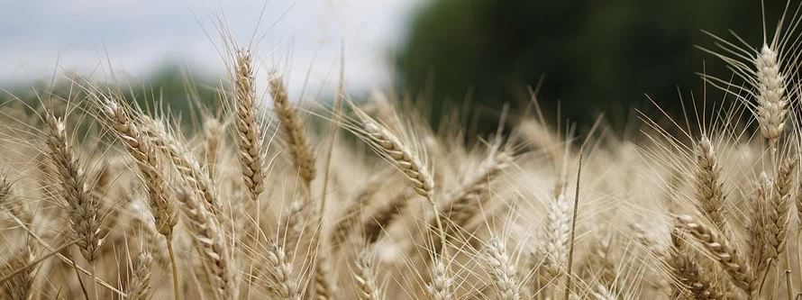 Wheat