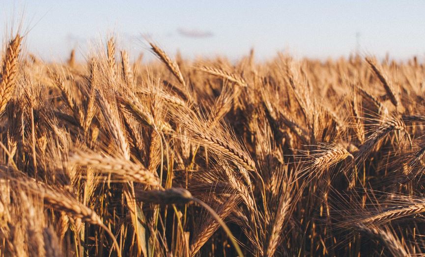 Brown wheat on fields