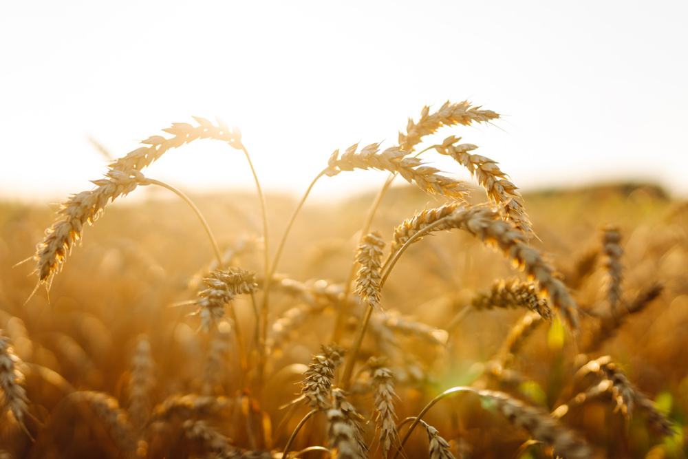 Golden wheat field at sunset. Close-up of wheat ears in the rays of the sun. Farming concept, rich harvest. Lifestyle